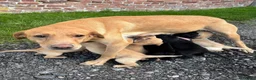 Labrador Retriever dogs for sale: Outstanding Labrador Puppies KC registered Hips - Advert 16