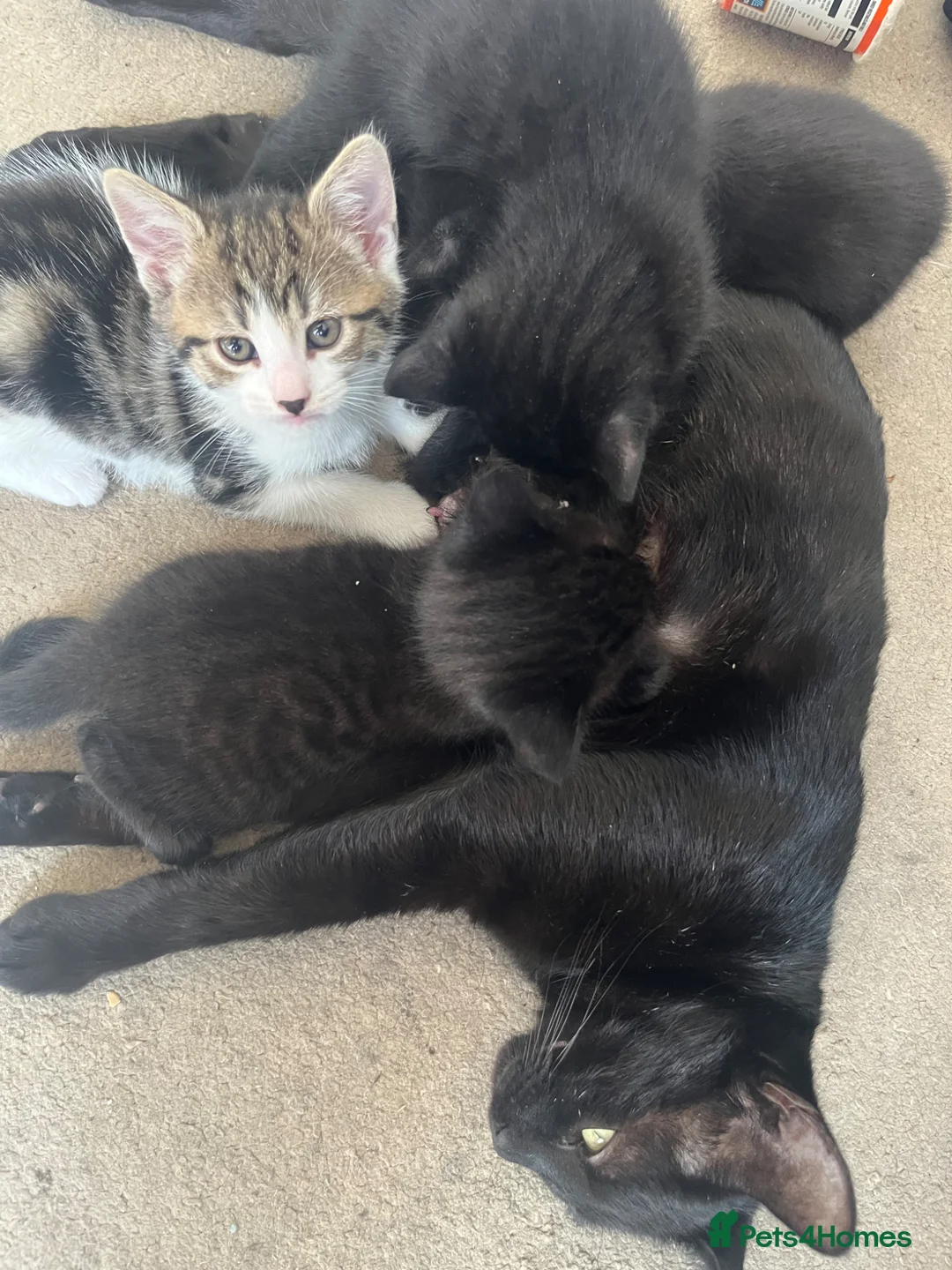 Mixed Breed cats for sale: Tabby £80 black kitten £60 - Advert 2