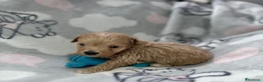 Maltipoo 2