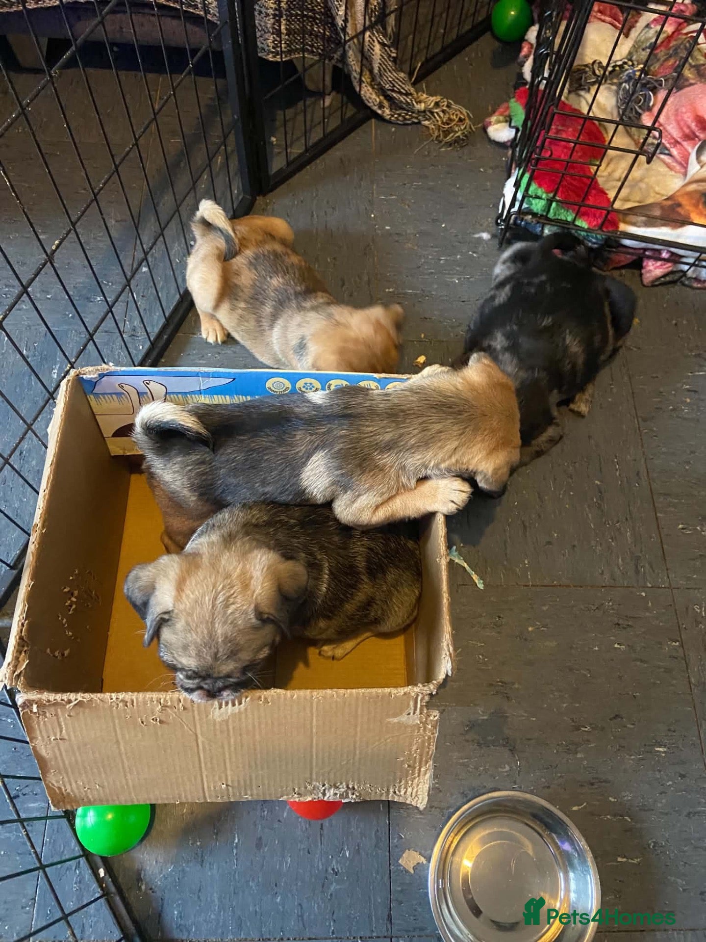 Pug dogs 3 girls and 1 boy pug puppies  - Advert 1