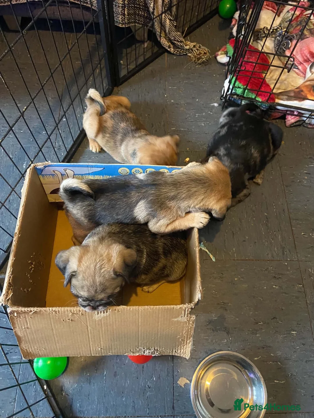 Pug dogs for sale: 3 girls and 1 boy pug puppies  - Advert 1