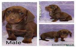 Miniature Dachshund dogs for sale: Kc registered miniature Dachshund puppies  - Image 9