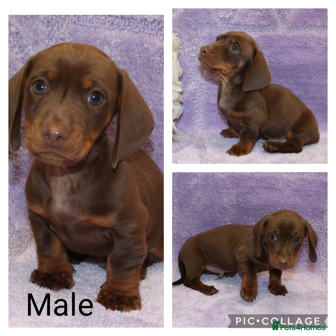 Miniature Dachshund dogs for sale: Kc registered miniature Dachshund puppies  - Image 9
