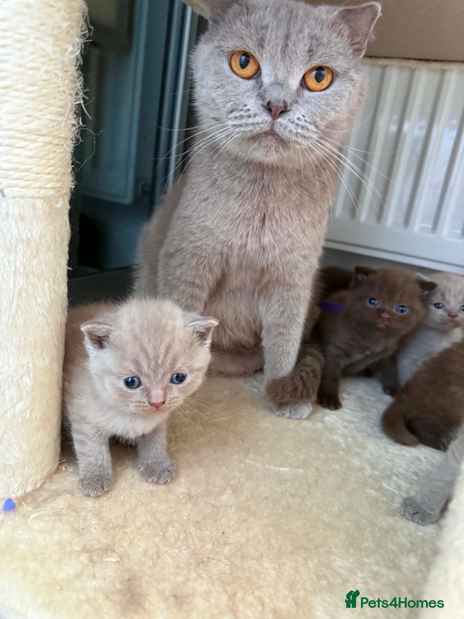 Scottish Fold cats Stunning Scottish fold/straight kittens😻 - Advert 2