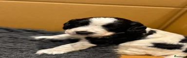 Cocker Spaniel 1