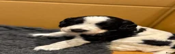 Cocker Spaniel dogs for sale: Working cocker Spaniels  - Advert 11