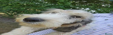 Basset Griffon Vendeen 2