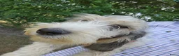 Basset Griffon Vendeen dogs for sale: Griffon grand bassets  - Advert 2