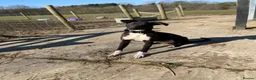 Mixed Breed dogs for sale: Saluki grey X lurcher in Canvey Island - Advert 6