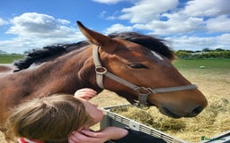 Irish Draught horses for sale: For sale 3yr  - Image 2