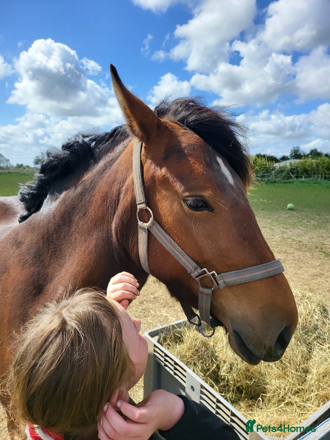 Irish Draught horses for sale: For sale 3yr  - Image 2