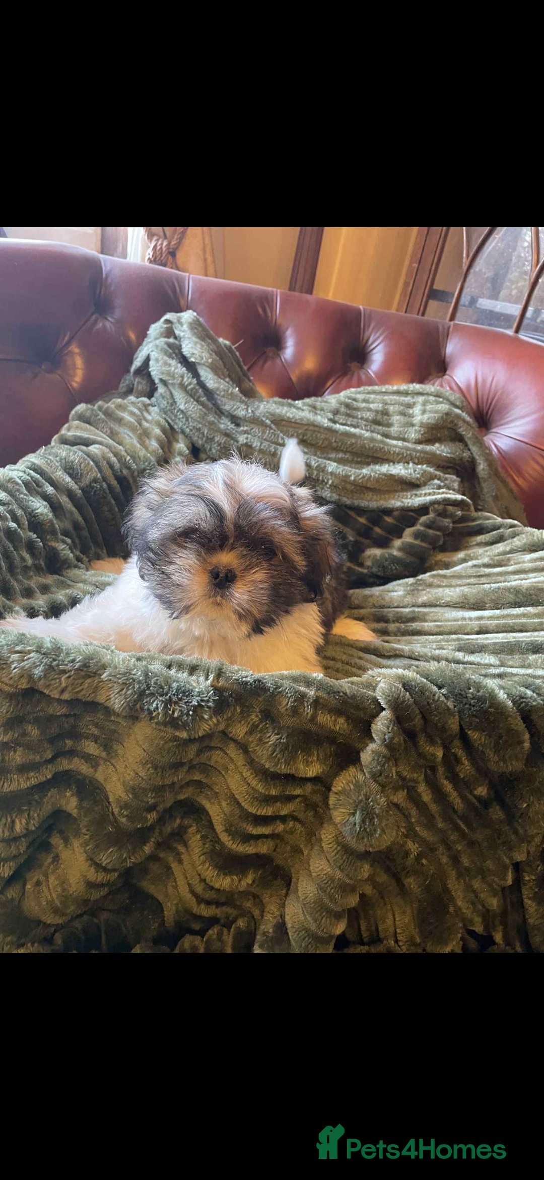 Mixed Breed dogs for sale: Shih Tzu cross Lhasa Apso puppies  - Advert 5