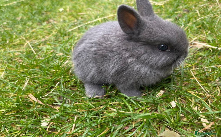 Netherland Dwarf rabbits - Advert 16