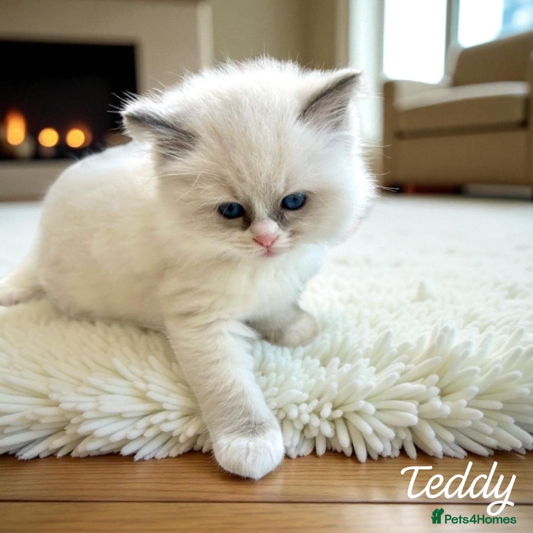 Ragdoll cats for sale: Gorgeous Fluffy Ragdoll Kittens  - Advert 17