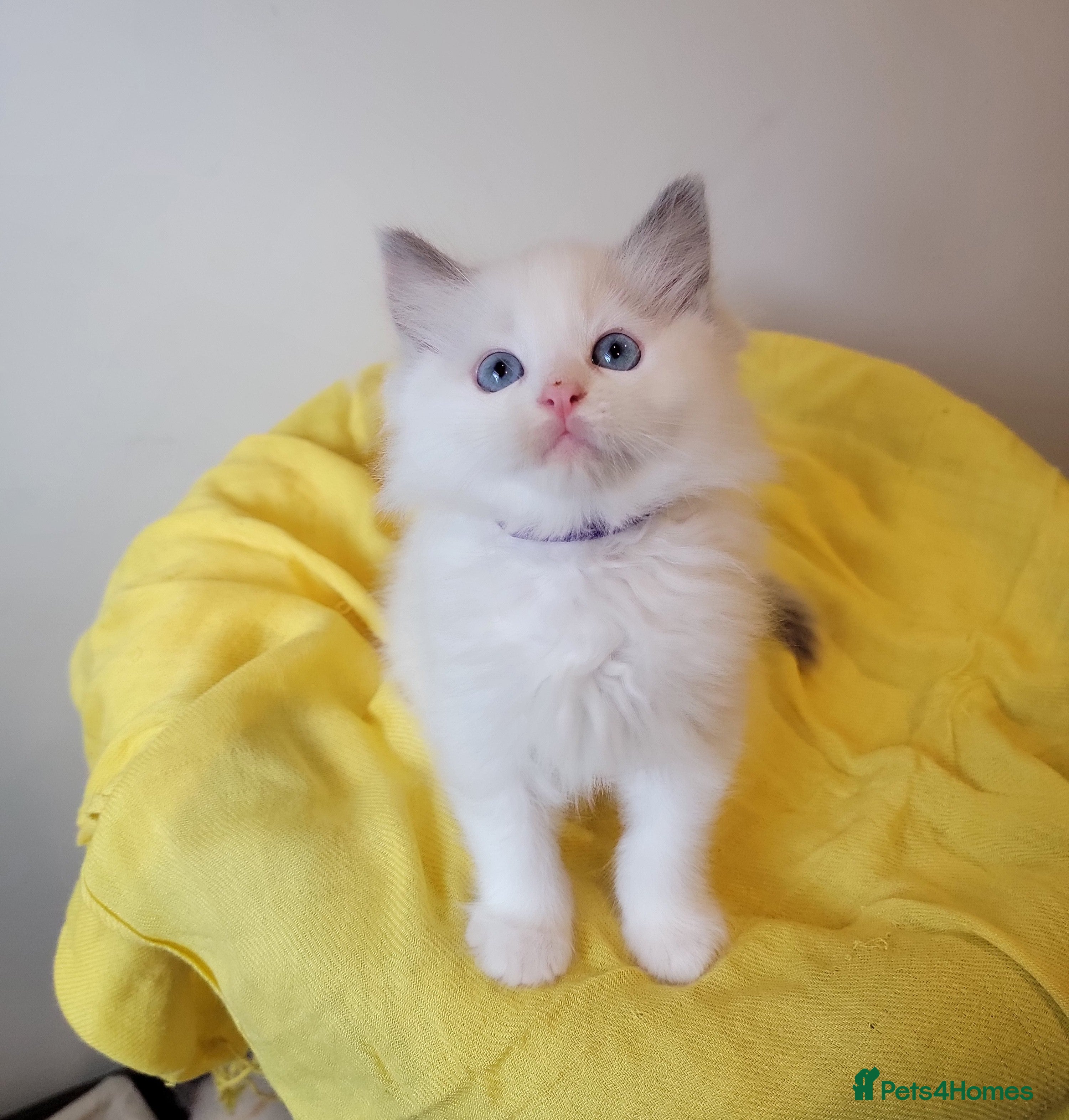 Ragdoll cats 😸Fully GCCF Certified Pedigree Ragdoll kittens💕 - Advert 2