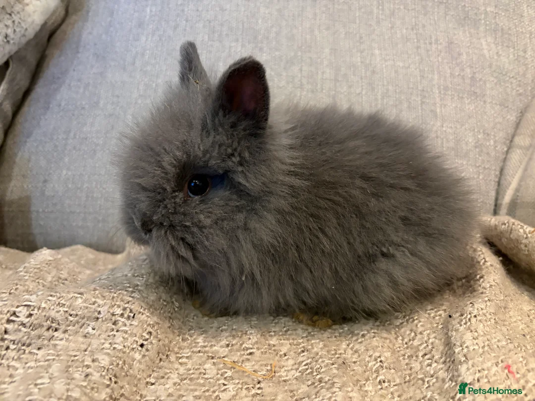 Lionhead rabbits for sale: Double mane lion head baby’s for sale  - Advert 4