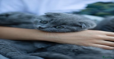 Scottish Fold cats - Advert 2