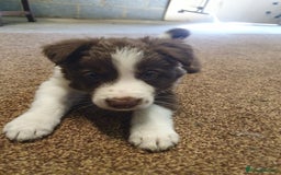 Border Collie dogs for sale: Beautiful farmhome bred Red and white Collies - Image 5