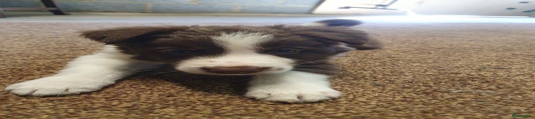 Border Collie Puppy 4