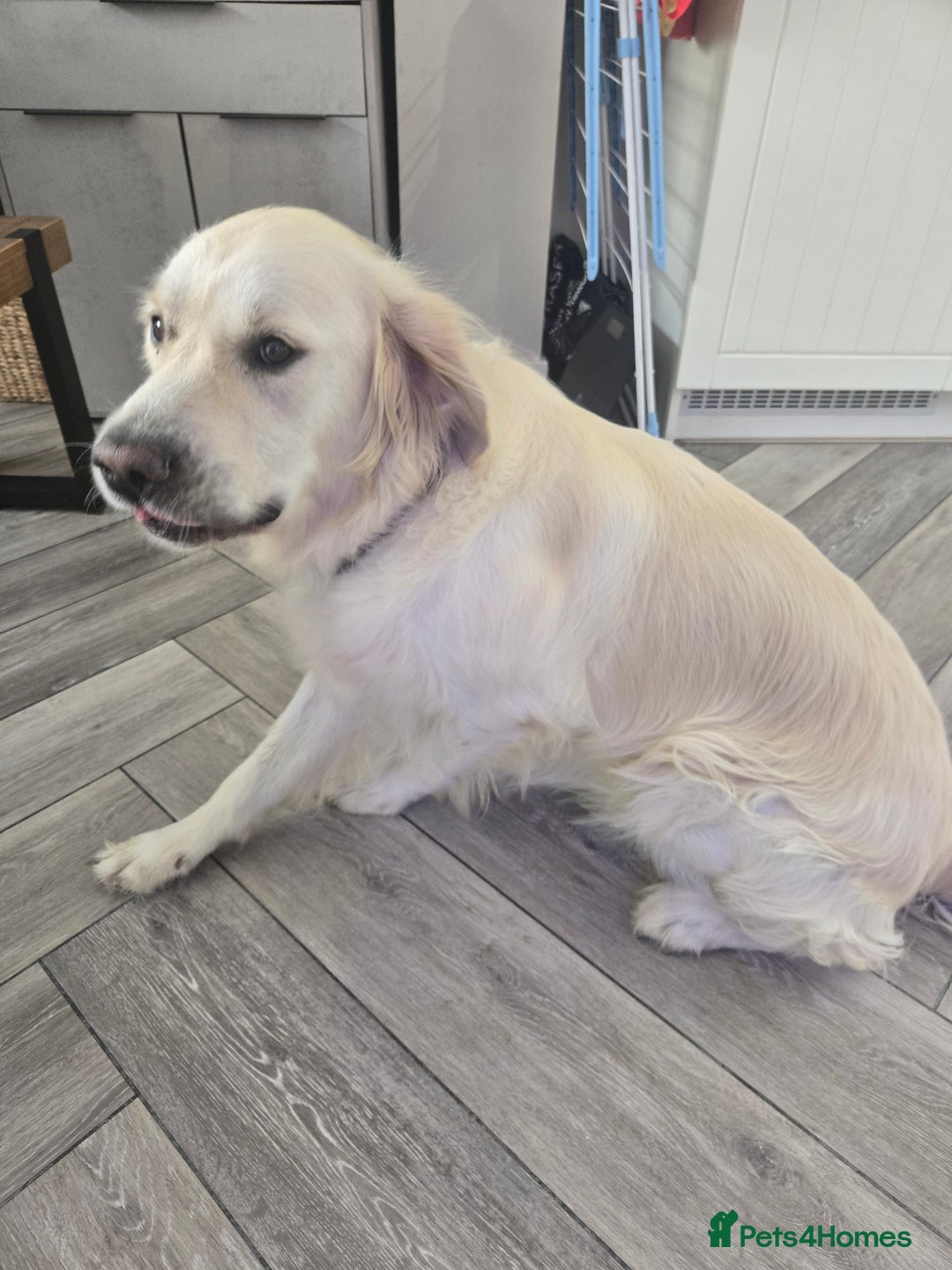 Golden Retriever dogs for sale: 3 year old golden retriever  - Image 5