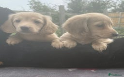 Miniature Dachshund dogs for sale: Beautiful cream miniature dachshunds  - Image 4