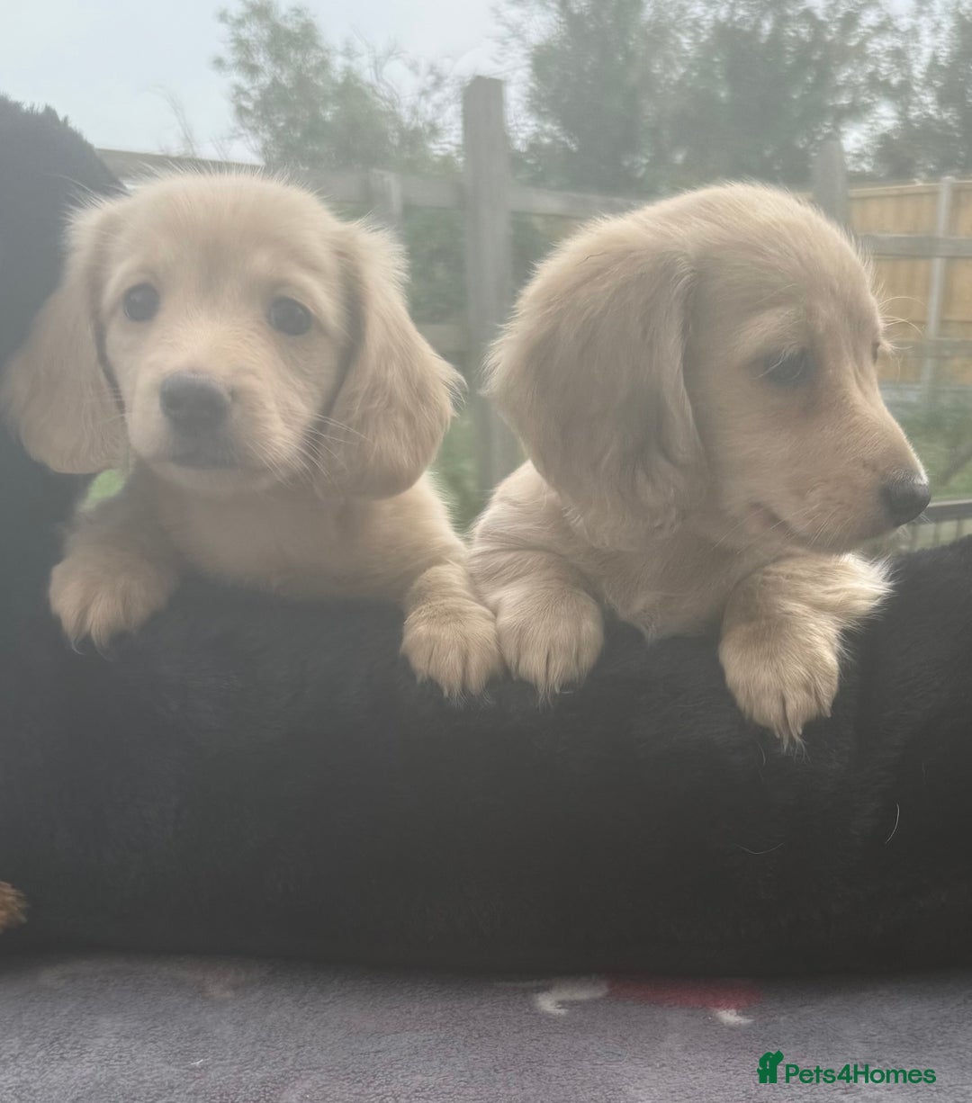 Miniature Dachshund dogs for sale: Beautiful cream miniature dachshunds  - Image 4