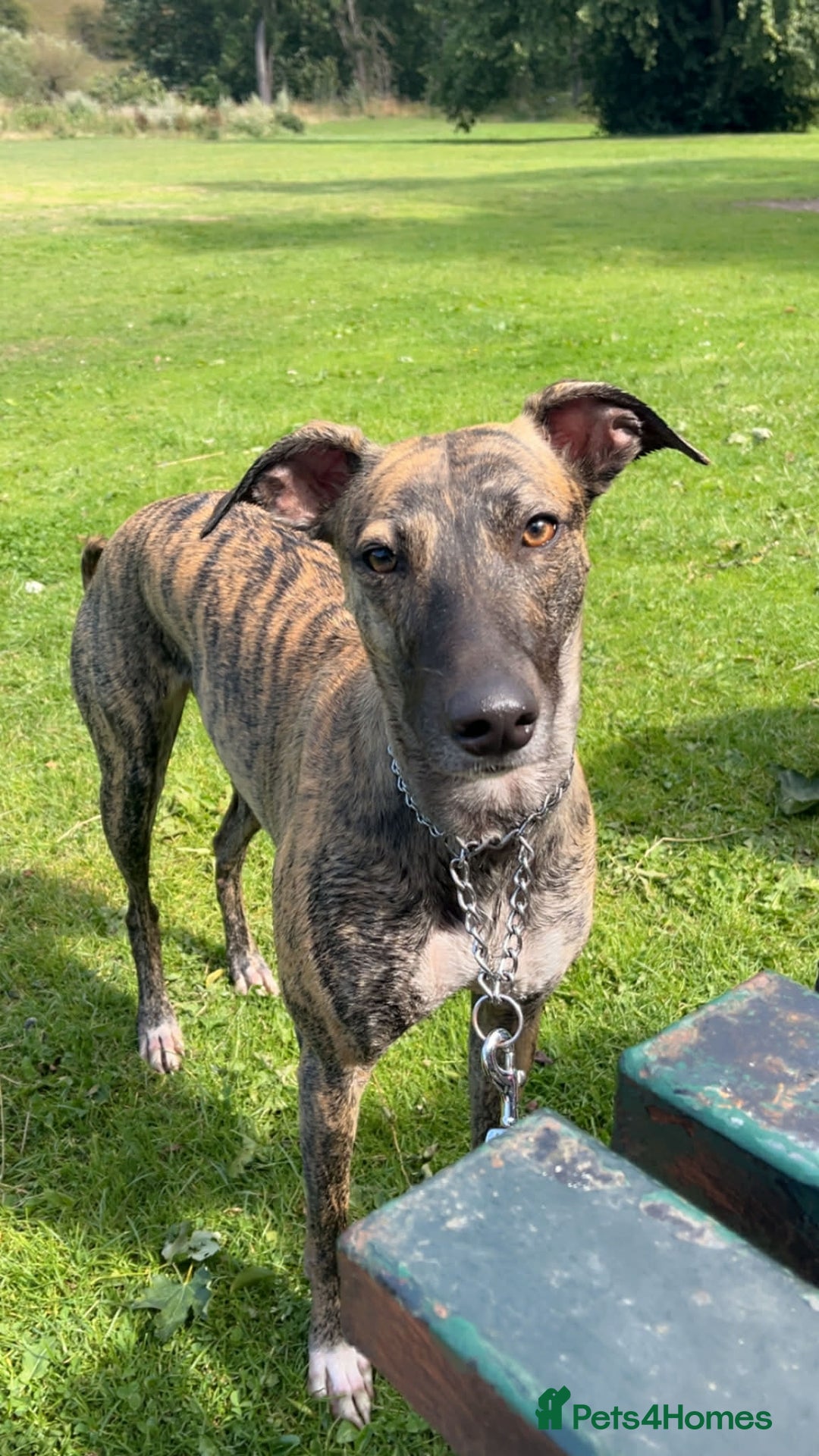 Mixed Breed dogs for sale: Bull Greyhound  - Advert 2