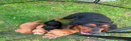 Cocker Spaniel dogs for sale: Cocker spaniels  - Advert 7