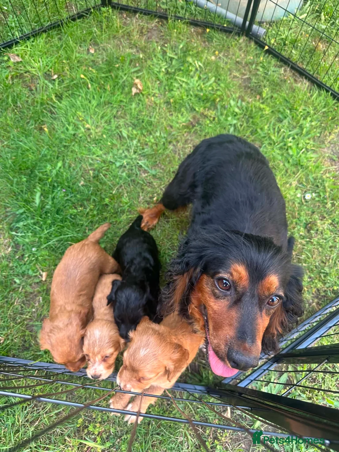 Cocker Spaniel dogs for sale: Cocker spaniels  - Advert 7