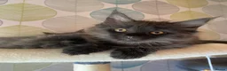 Maine Coon cats for sale: Stunning Tica registered blue boys available  - Advert 30