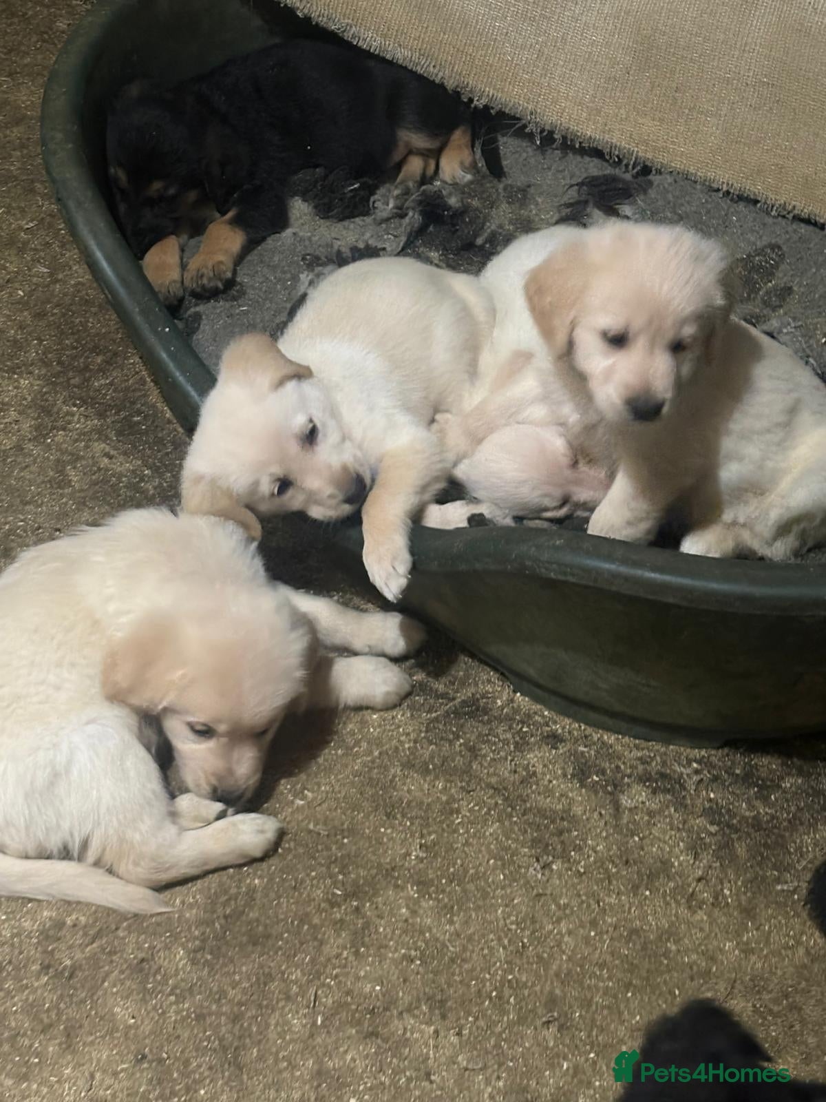 Golden Shepherd dogs for sale: Golden Shepherd puppies for sale!!  - Advert 1