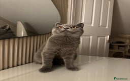 British Shorthair cats for sale: British short hair  - Image 11