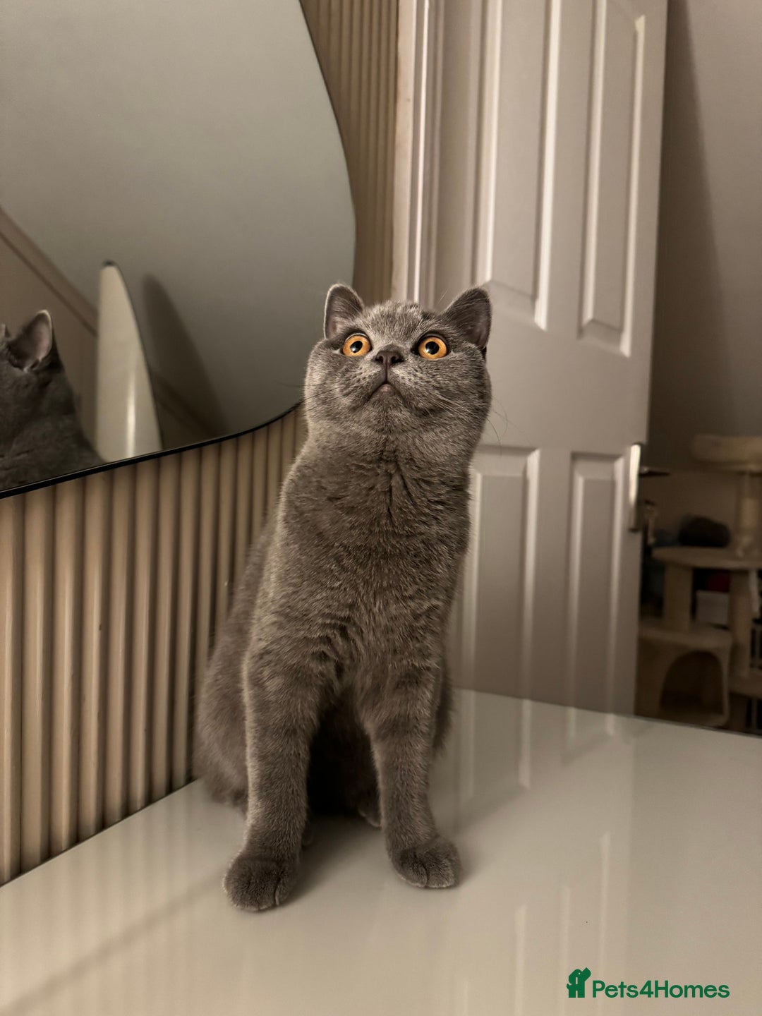 British Shorthair cats for sale: British short hair  - Image 11
