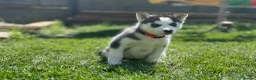 Siberian Husky dogs for sale: Beautiful Husky Puppies in Wells - Advert 32