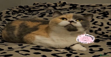 British Shorthair cats in London - Advert 9