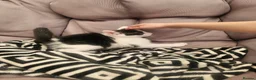 Mixed Breed cats for sale: Kittens - Advert 15