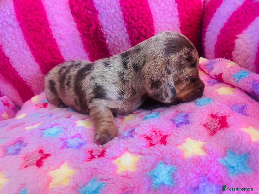 Miniature Dachshund dogs for sale: Stunning minature dachshund puppies - Image 5