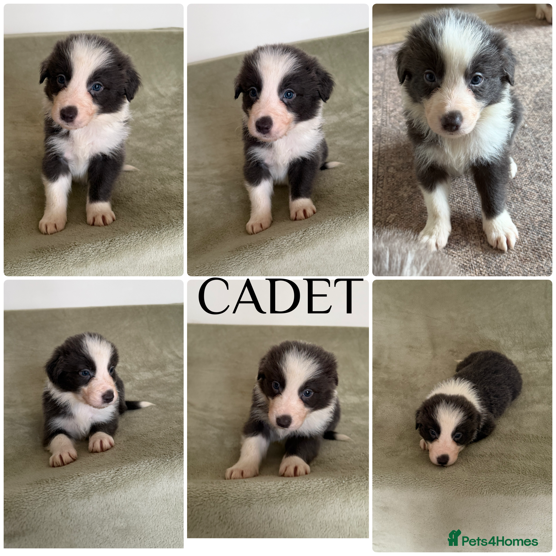 Border Collie dogs Stunning rough coated KC Reg Health tested pups  - Advert 18