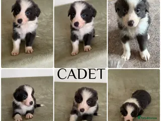 Border Collie dogs Stunning rough coated KC Reg Health tested pups - Advert 18