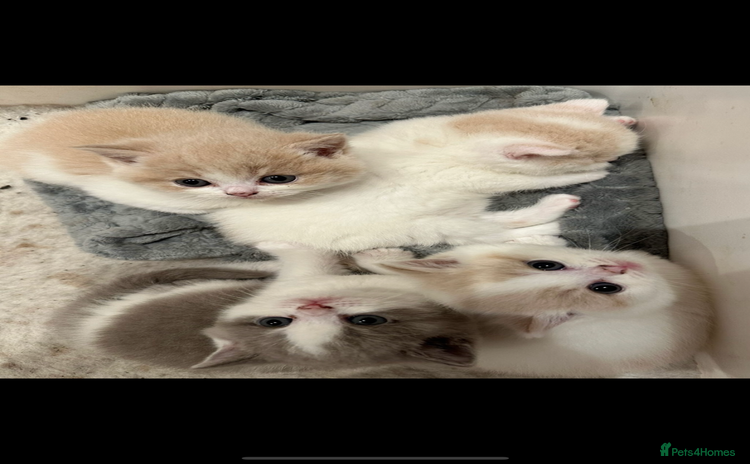 British Shorthair cats - Advert 16