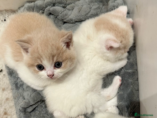 British Shorthair cats - Advert 2