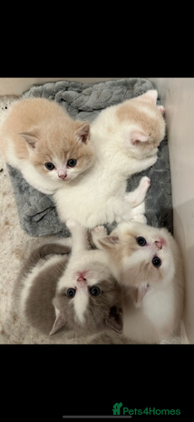 British Shorthair cats - Advert 2