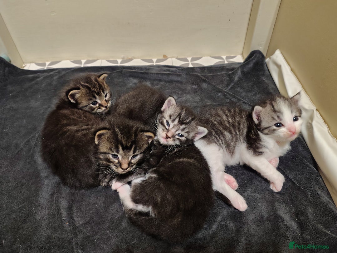 Ragcoon cats for sale: Mainecoon x Ragdoll kittens  - Advert 1