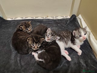 Ragcoon cats Mainecoon x Ragdoll kittens - Advert 1