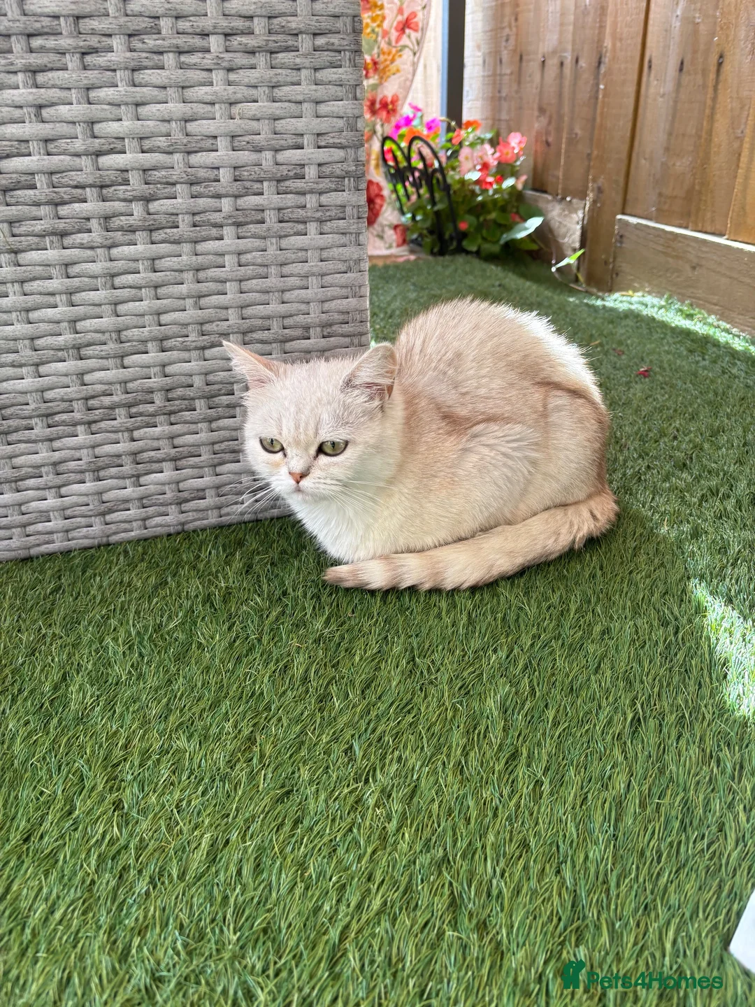 Persian cats for sale: Miss  in Hatfield - Advert 15
