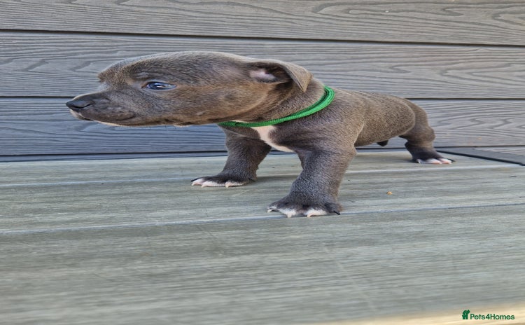 Staffordshire Bull Terrier dogs - Advert 4