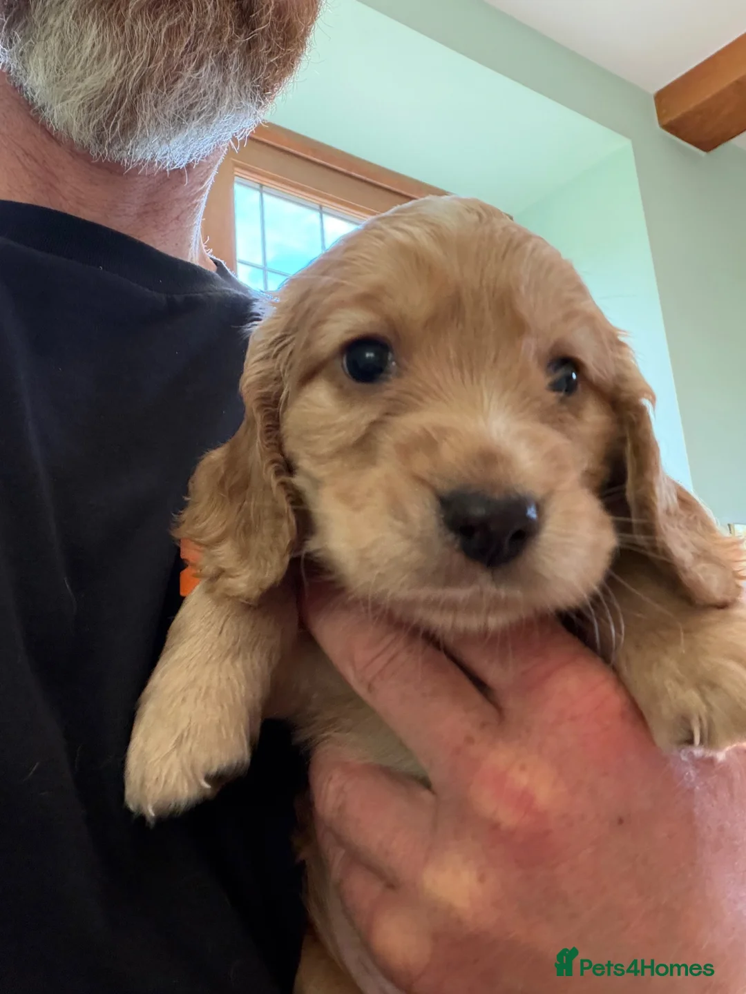 Cocker Spaniel dogs for sale: Working Cocker spaniel pups x4 Boys in Radstock - Advert 1