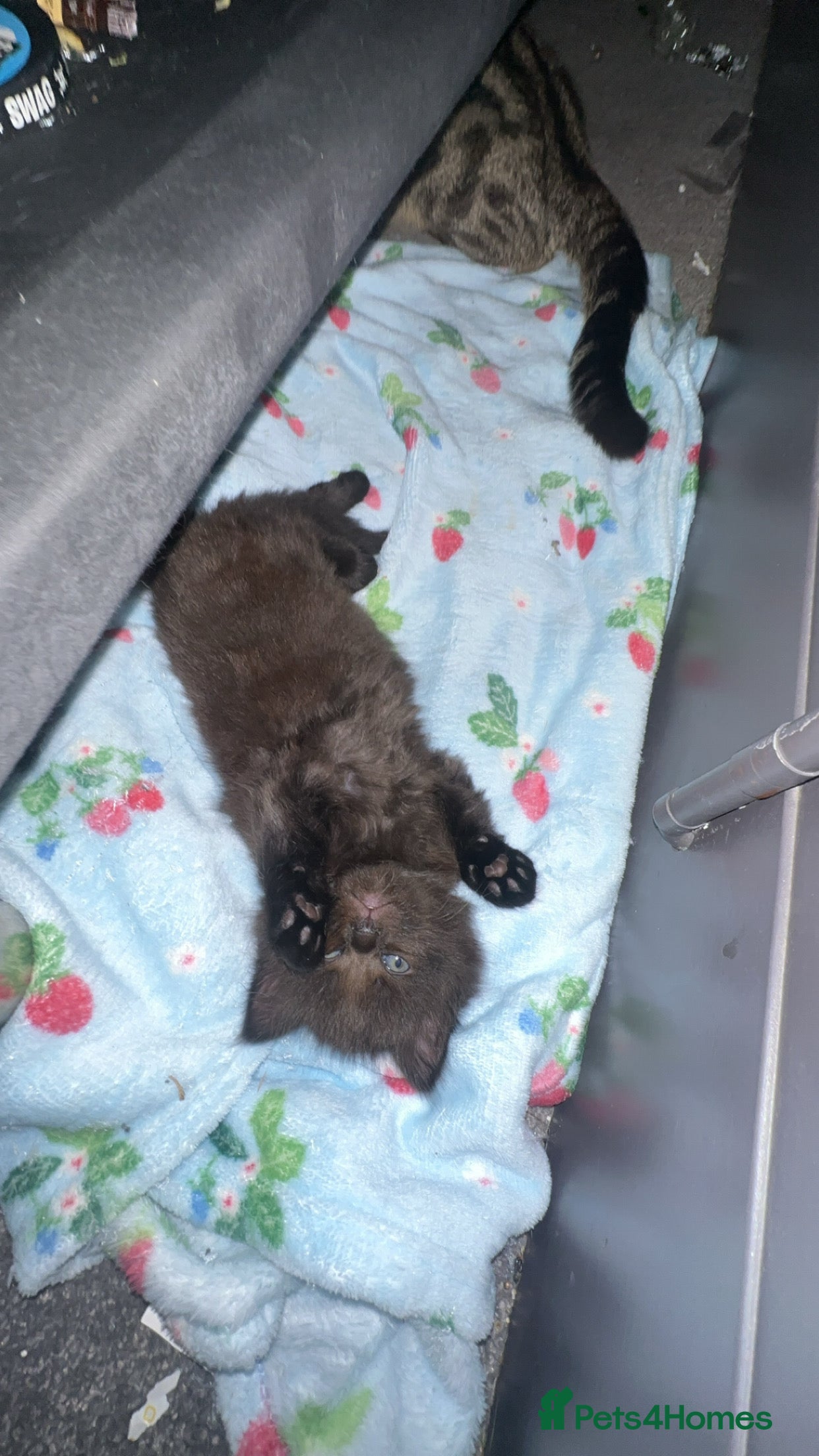 Mixed Breed cats 1x male tuxedo kitten/ 1x black kitten - Advert 1