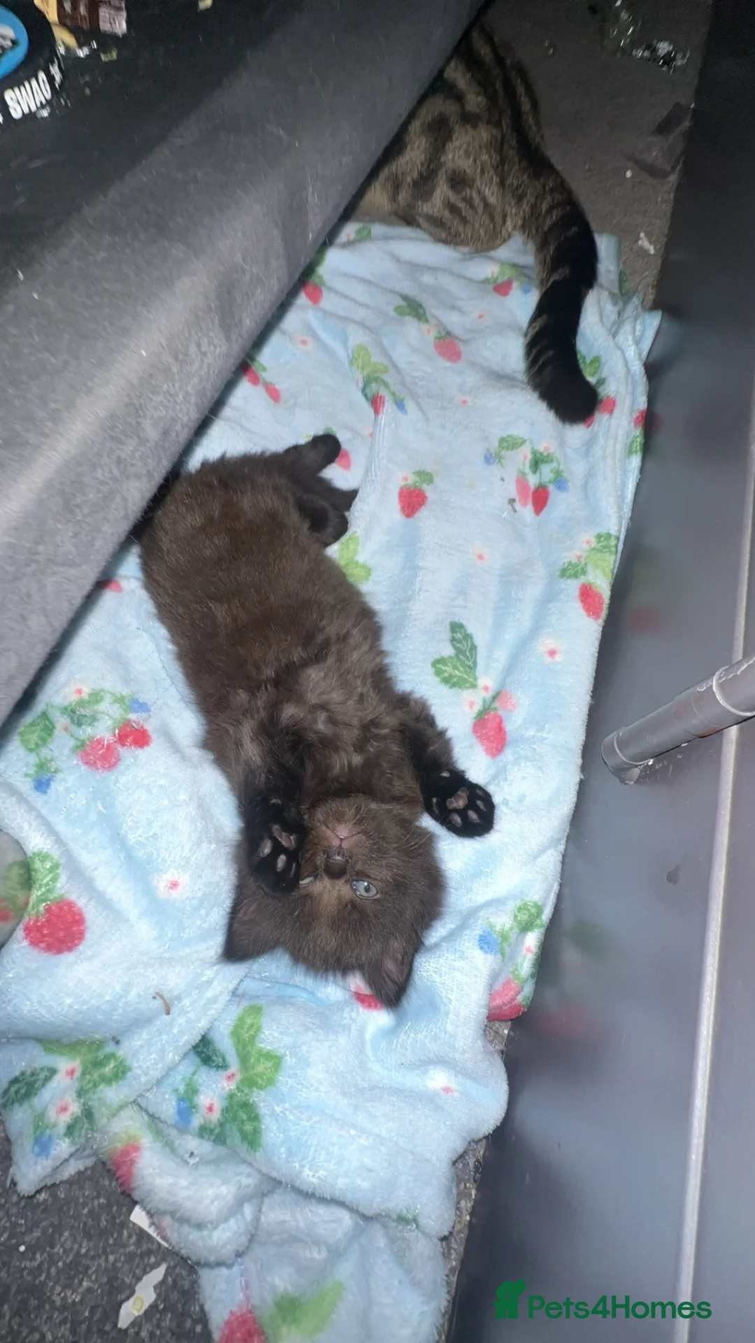 Mixed Breed cats for sale: 1x male tuxedo kitten/ 1x black kitten in Hemel Hempstead - Advert 1