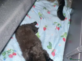 Mixed Breed cats 1x male tuxedo kitten/ 1x black kitten - Advert 2